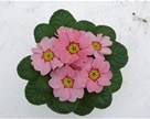 Primula