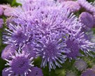 Ageratum