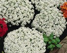 Alyssum martimum