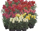 Antirrhinum majus