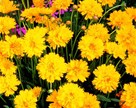 Coreopsis grandiflora