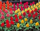 Celosia