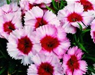 Dianthus