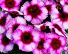 Dianthus Chinensis SP