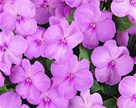 Impatiens walleriana