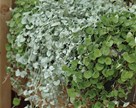 Dichondra 