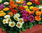 Gazania rigens