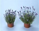 Lavandula 