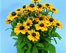 Rudbeckia hirta