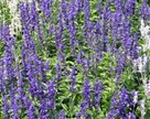 Salvia