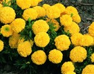 Tagetes