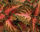 Coleus blumei