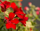 Pelargonije