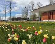 Strojno sajenje cvetočih čebulic