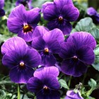 VIOLA cornuta F1 COLGANTE