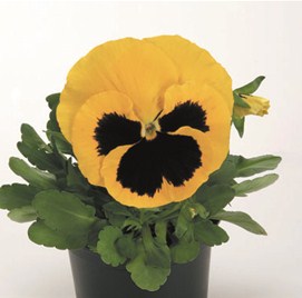 Yellow Eye