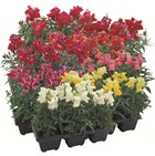 ANTIRRHINUM majus Floral Showers