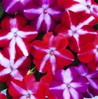 IMPATIENS wall Star