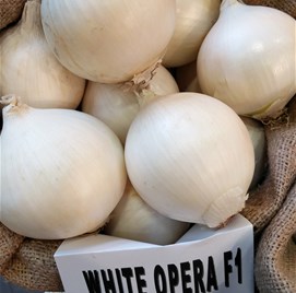 ČEBULA White Opera F1