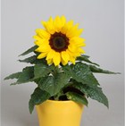 HELIANTHUS Muse Gold