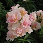 ANTIRRHINUM Twinny double