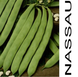 NASSAU - nizek ploščat zelen fižol