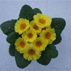 PRIMULA ACAULIS Diadem