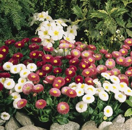 Bellis Speedstar Mix