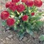 Bellis Roggli Rose