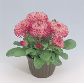 Bellis Roggli Rose