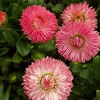 BELLIS Robella