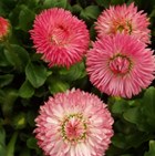 BELLIS Robella