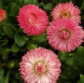 Bellis Robella