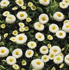 BELLIS  Galaxy