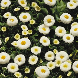 Bellis Galaxy White