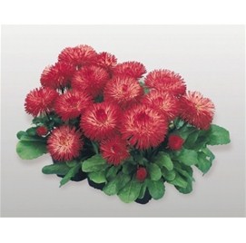 Bellis Habanera Red