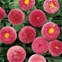 Bellis Belissima Red