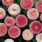 Bellis Belissima Red