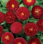 BELLIS Bellissima