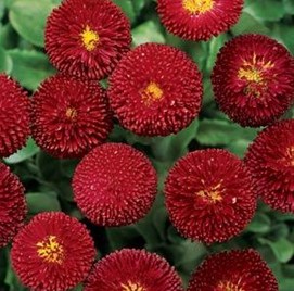 Bellis Belissima Red