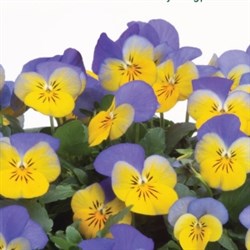 Katalog dvoletnice
