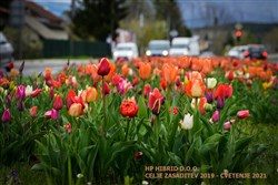 Cvetoči tulipani na zasaditvi v Sloveniji