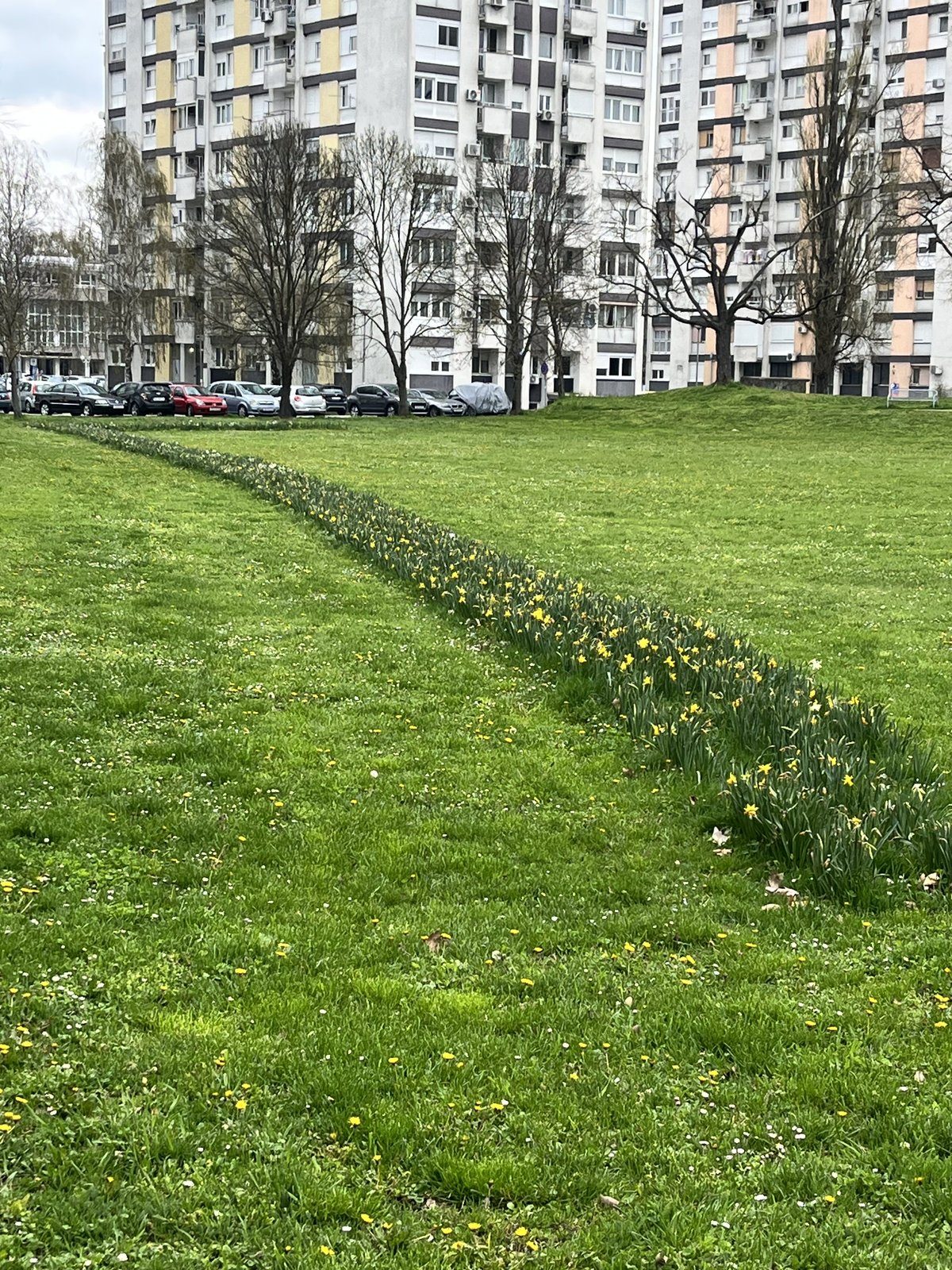 Drugo spomladansko cvetenje iste čebulnične zasaditve v parku v Hrvaški