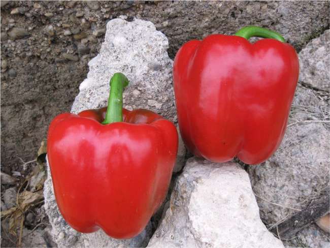 Paprika Remus F1, fotografija