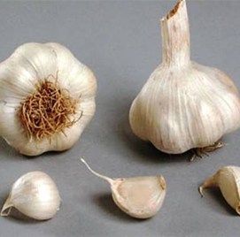 Semenski česen Sabadrome